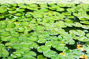 Beautiful Green Leaves in a Pond