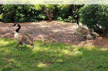 Geese and Their Young