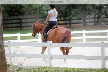 Beautiful Brown Horse