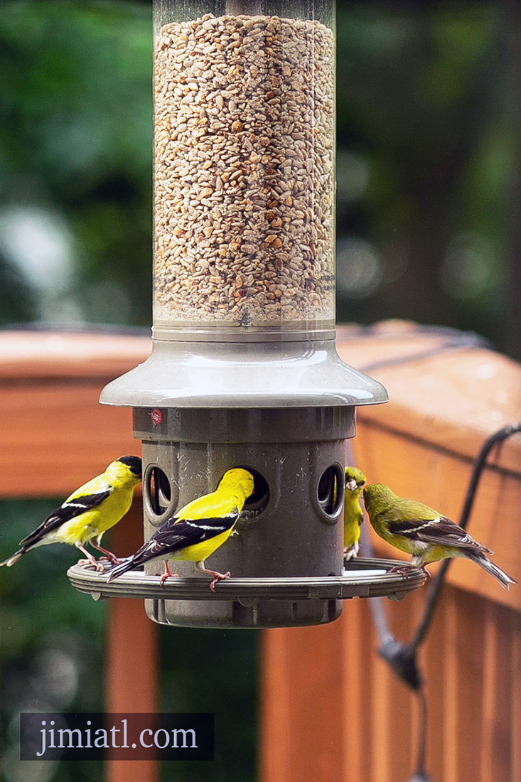 4 Goldfinches On Bird Feeder