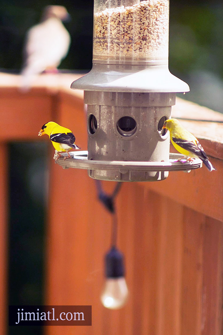 American Goldfinch Surveys While Eating