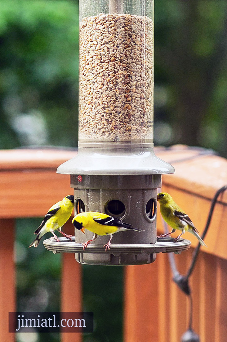 Group Of GoldFinches Eat