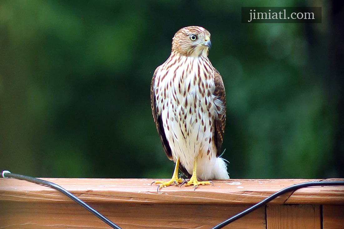 Cooper's Hawk Observes