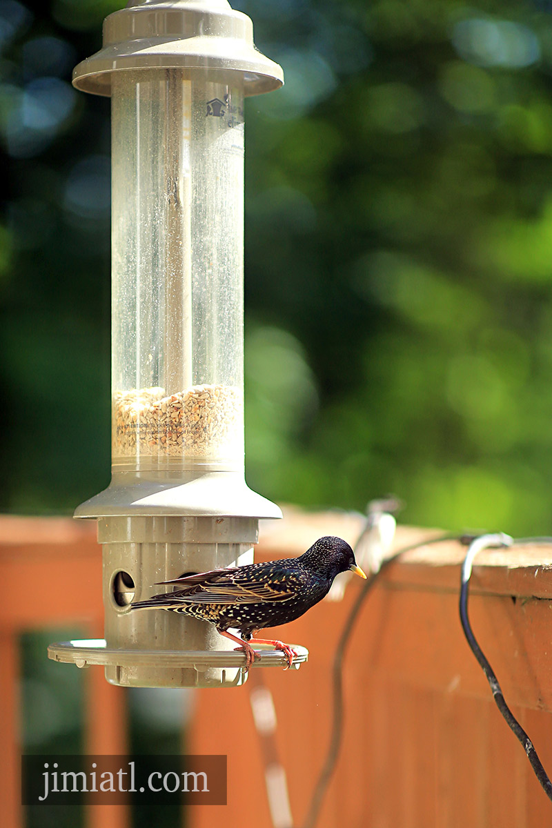 Starling Bird Shifts Weight