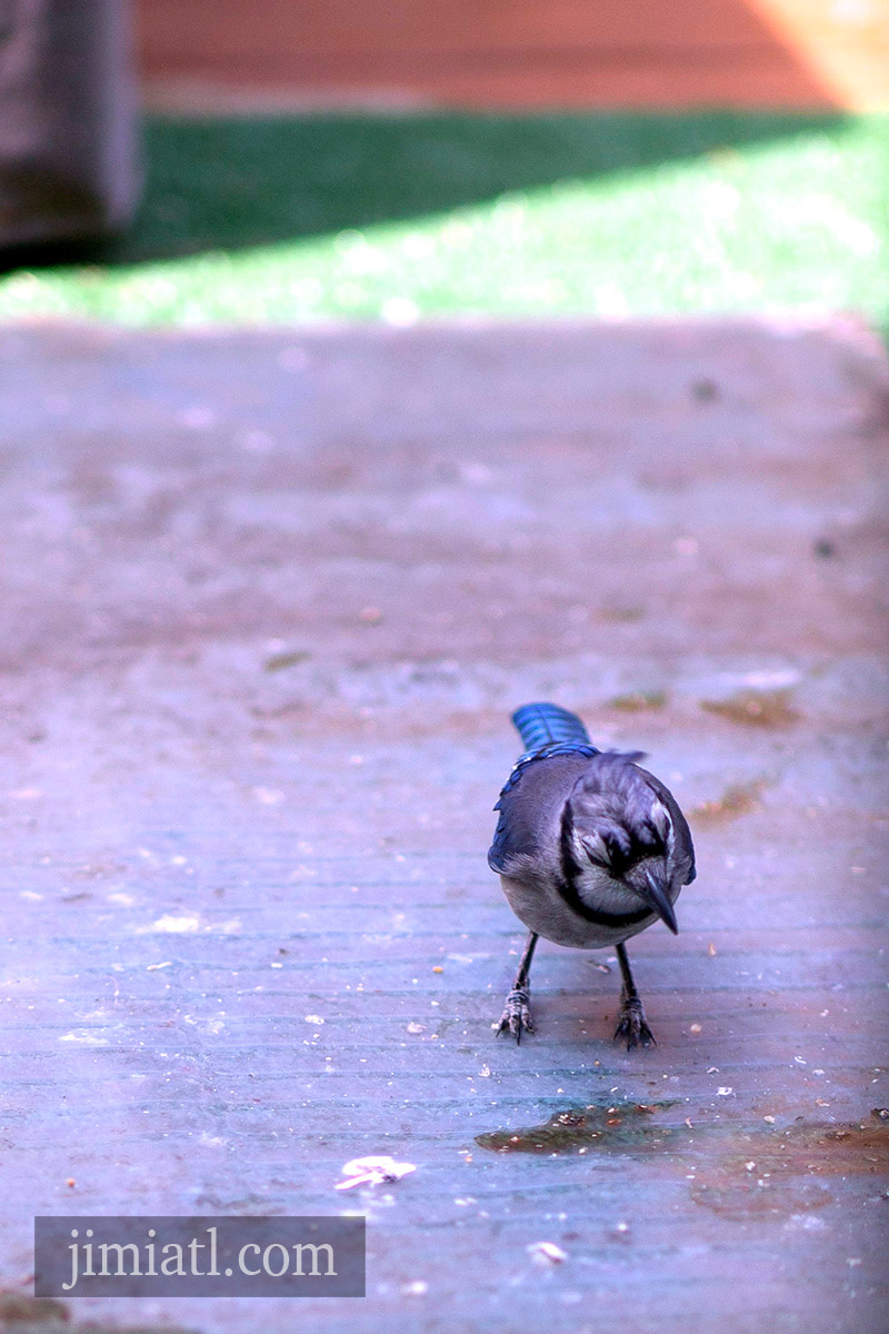 Blue Jay Inspects Environment