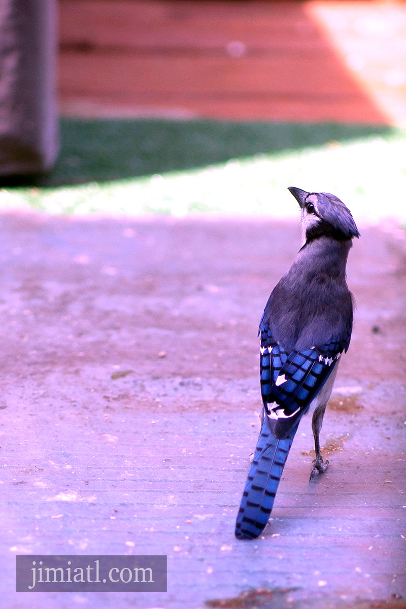 Beautiful Blue Jay Feathers