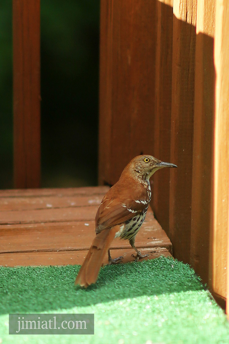 Brown Thrasher Staring