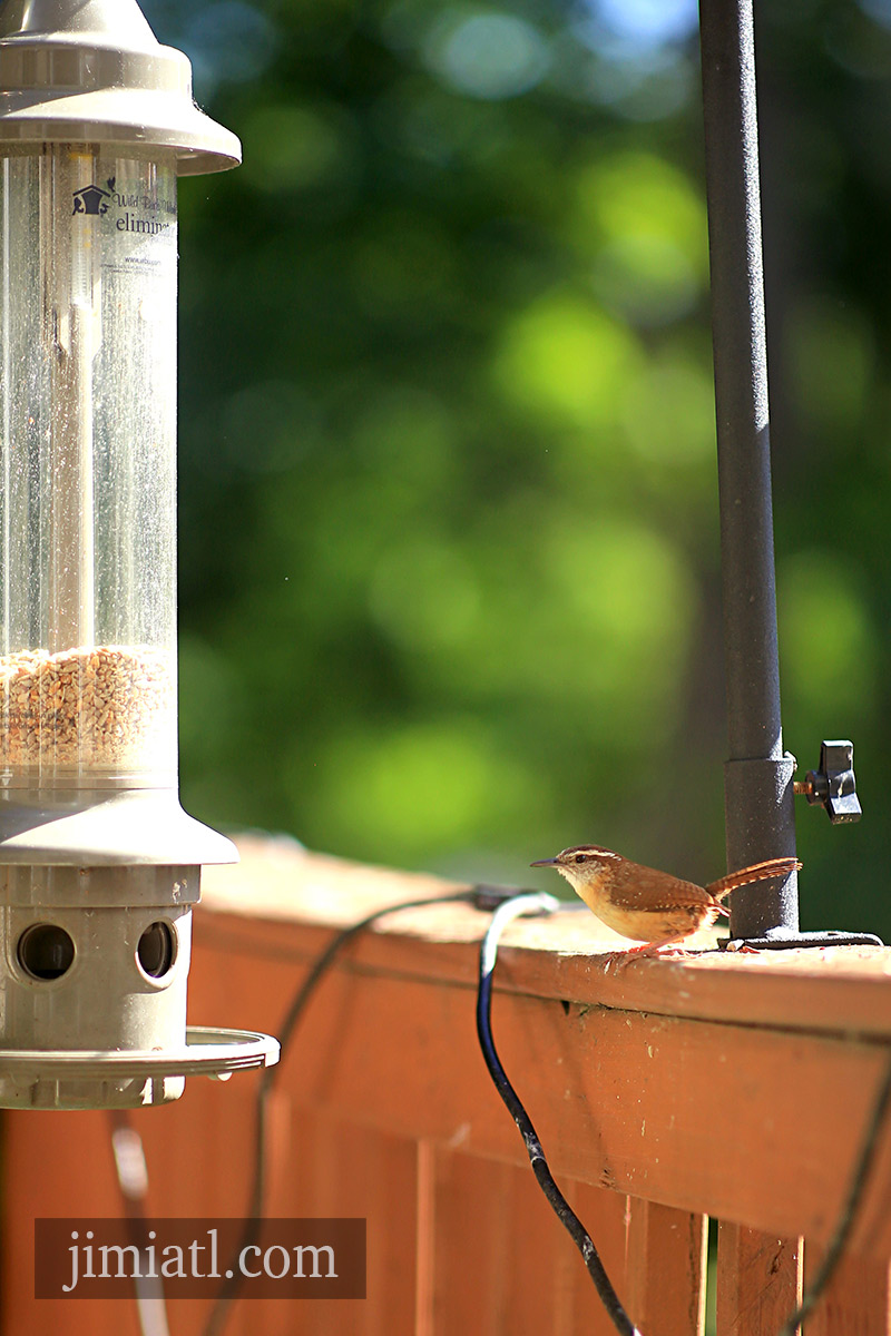 Carolina Wren Waits Turn