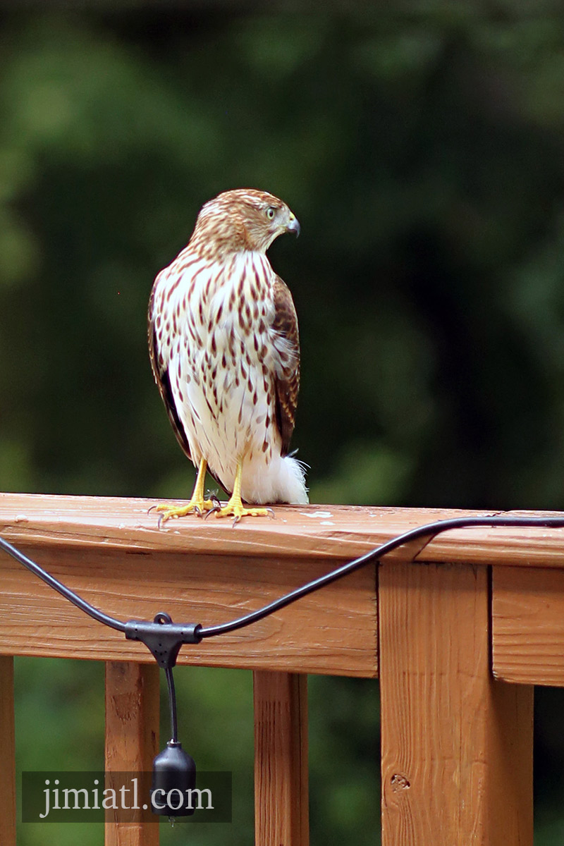 Cooper's Hawk Looks Backwards