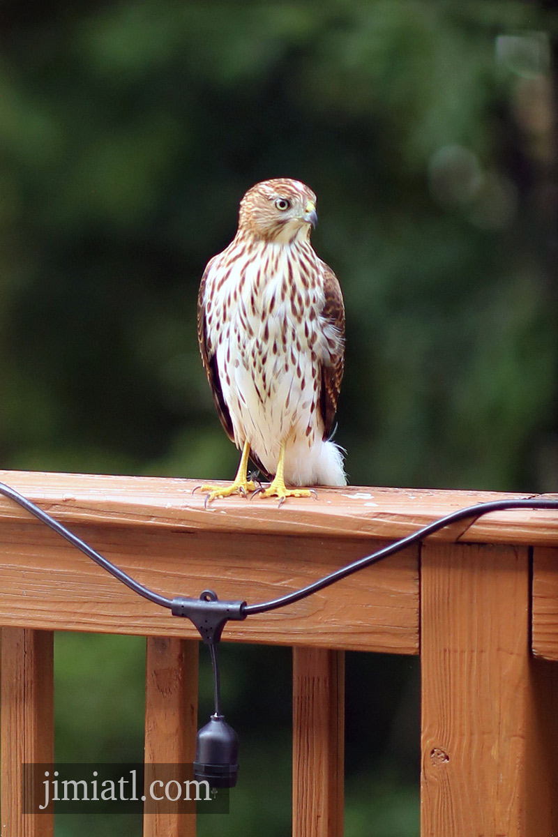 Cooper's Hawk Plots