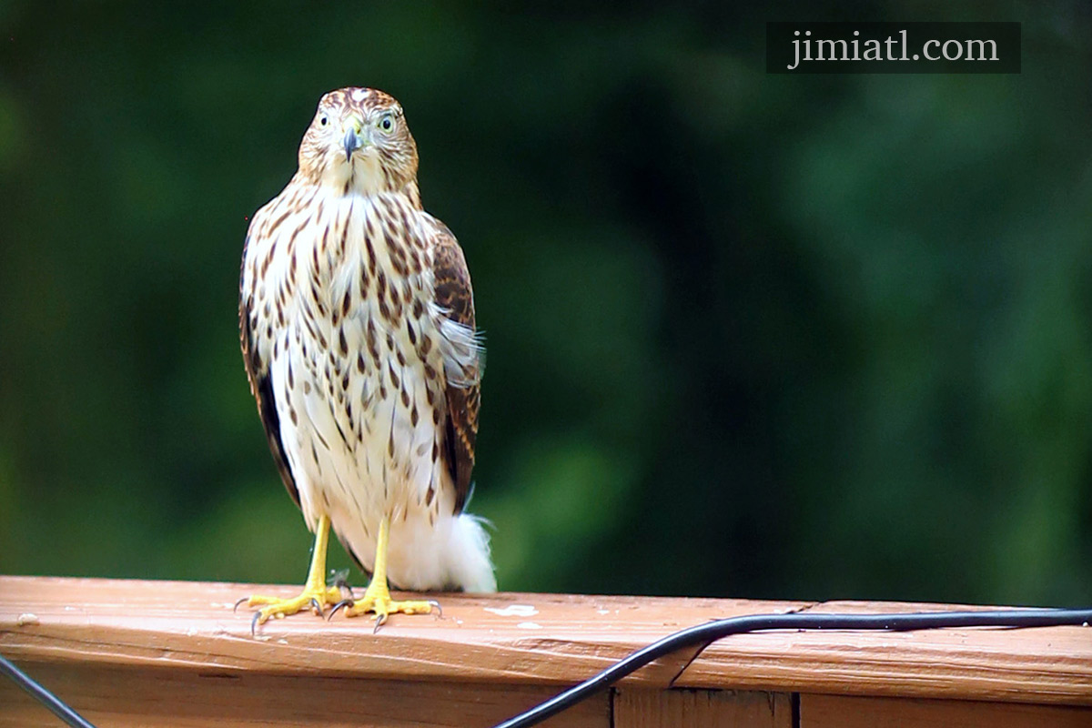 Cooper's Hawk Stares