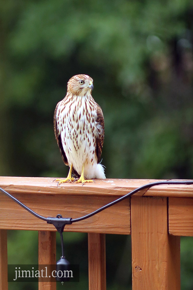 Cooper's Hawk Portrait