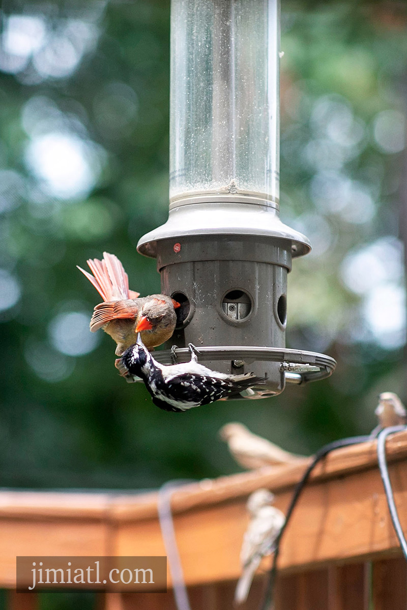 Woodpecker Holds Its Ground