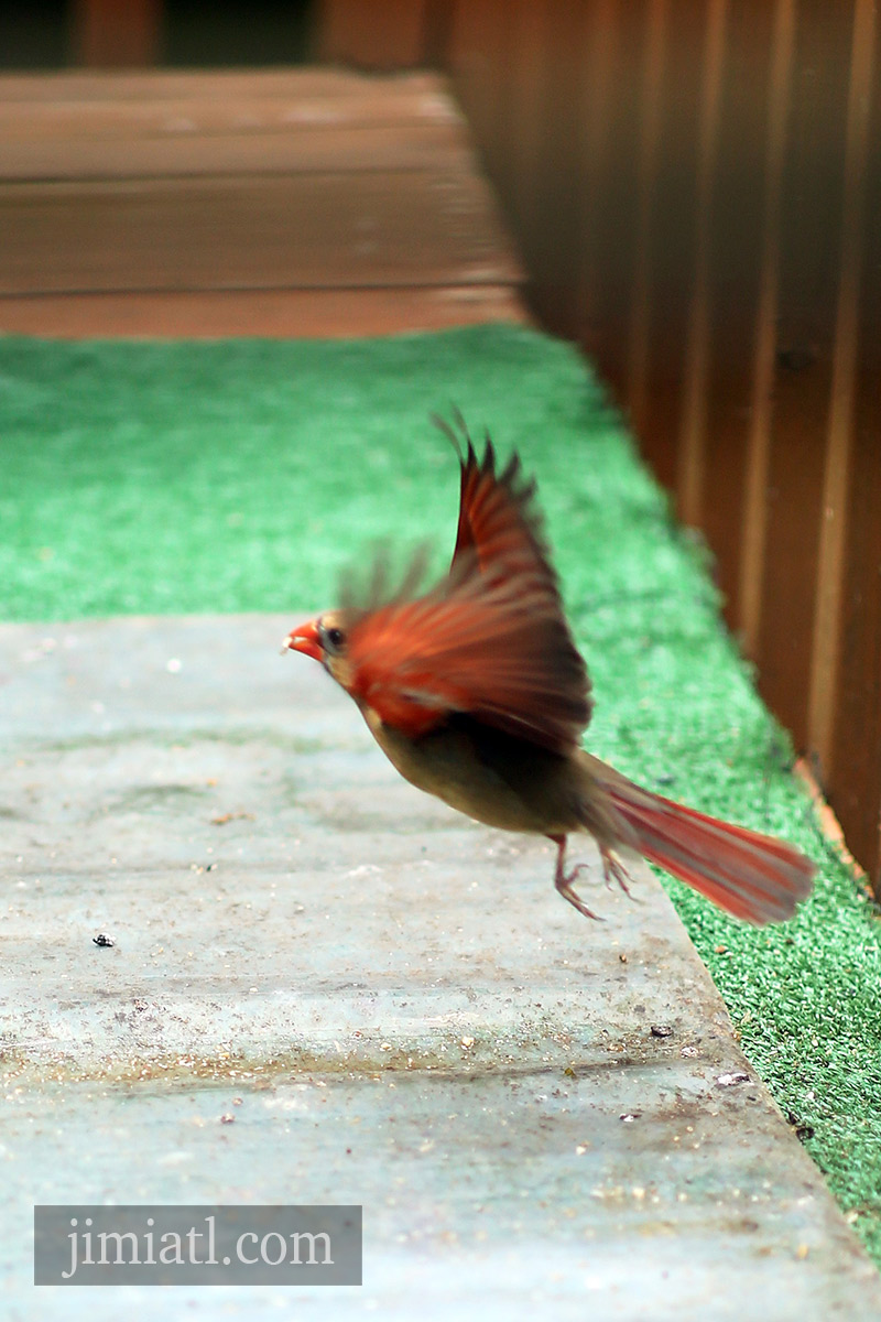 Female Cardinal Flys Away With Food