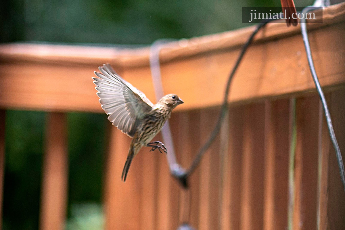 House Finch Mid Flight