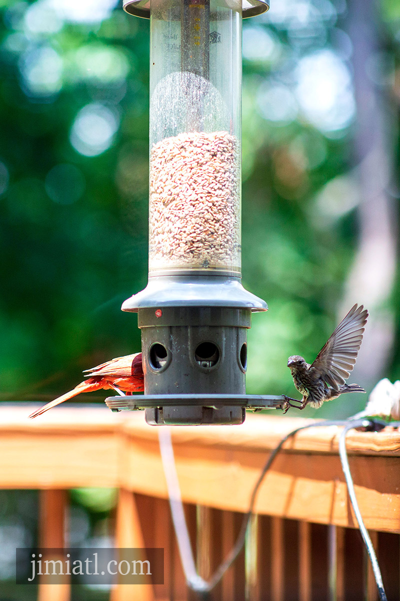 House Finch Lands