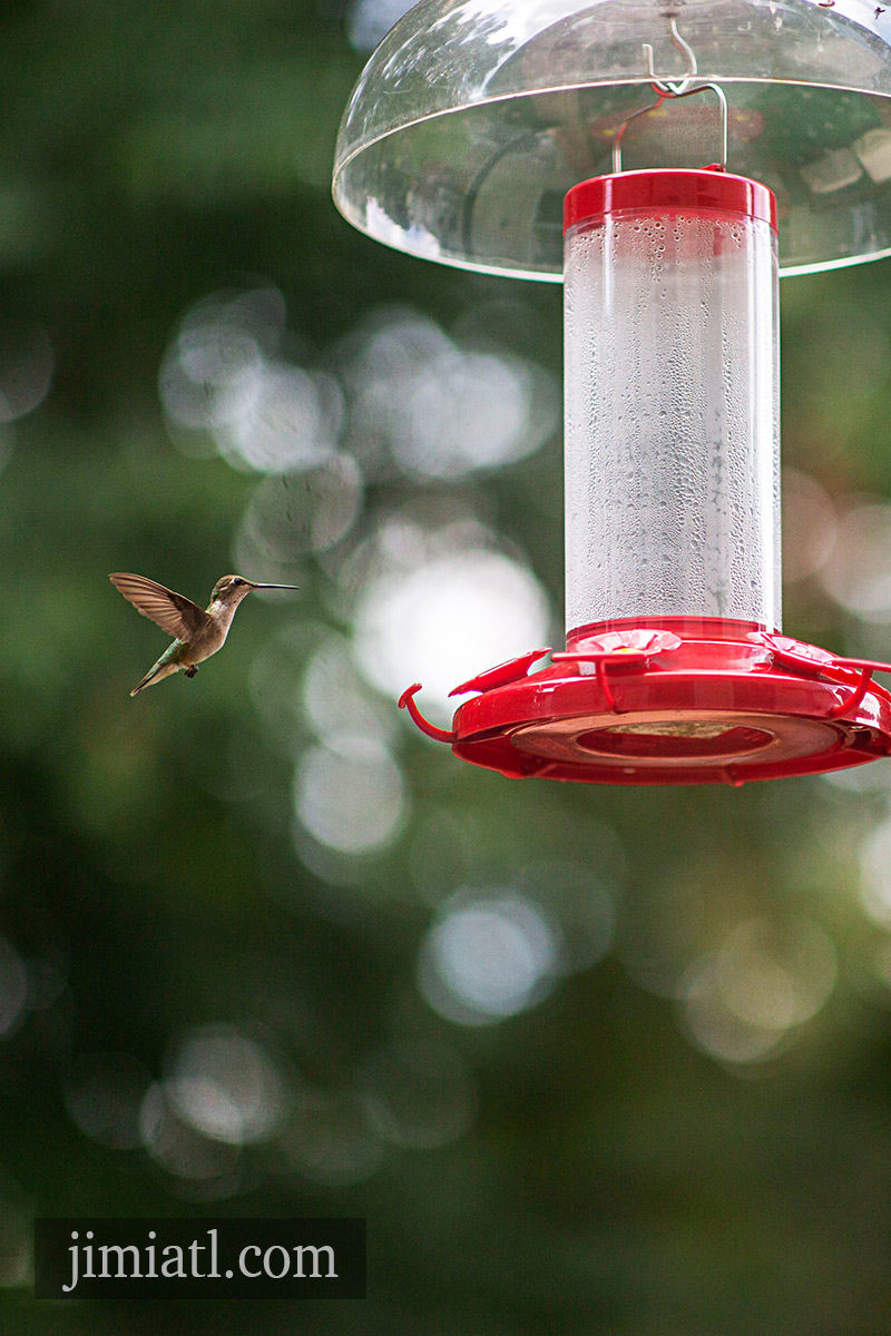 Hummingbird Approaches Feeder