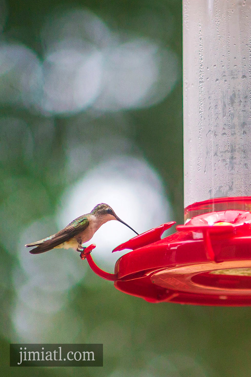 Hummingbird Drinks From Feeder