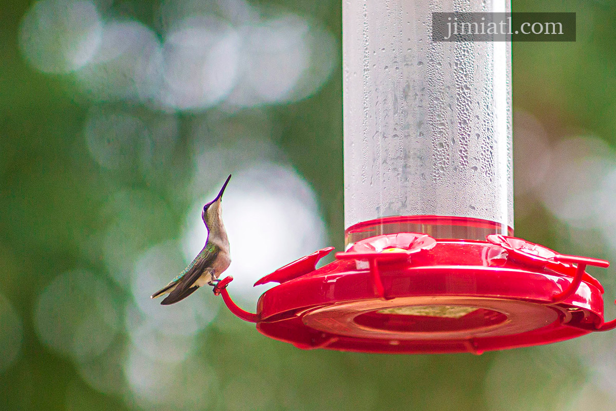 Hummingbird Observes