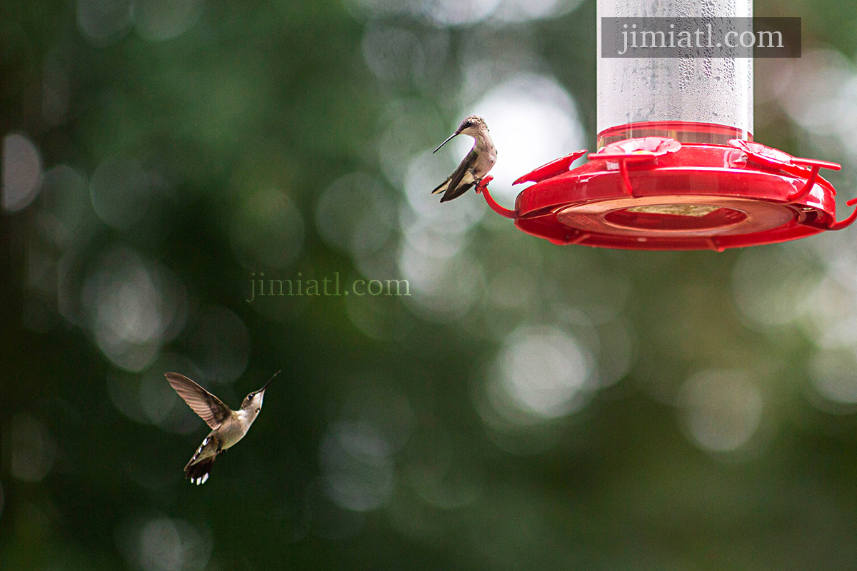 Hummingbirds Stare At Each Other