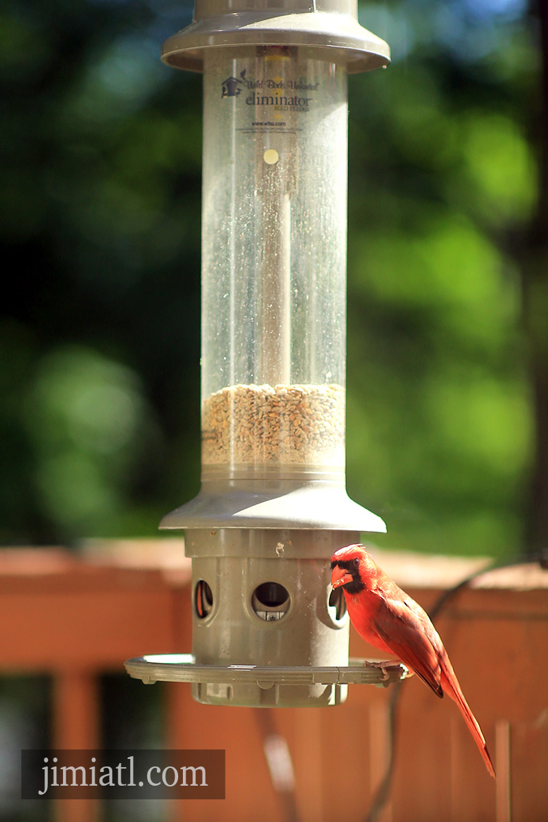 Male Cardinal Eats