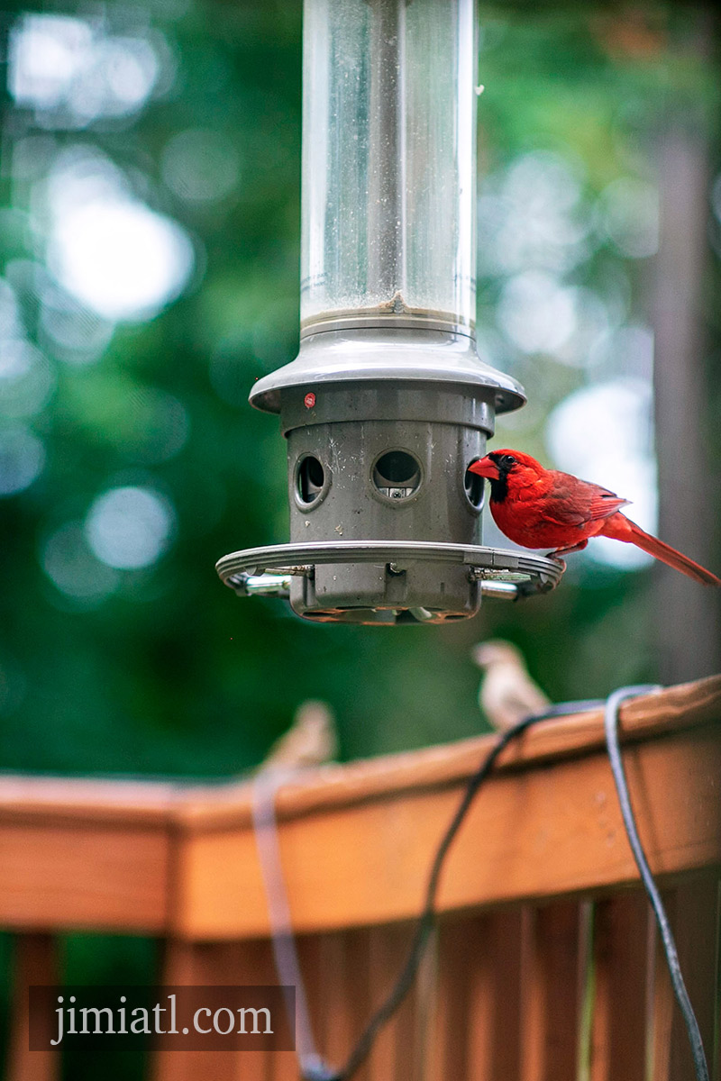 Red Cardinal Eats From Bird Feeder