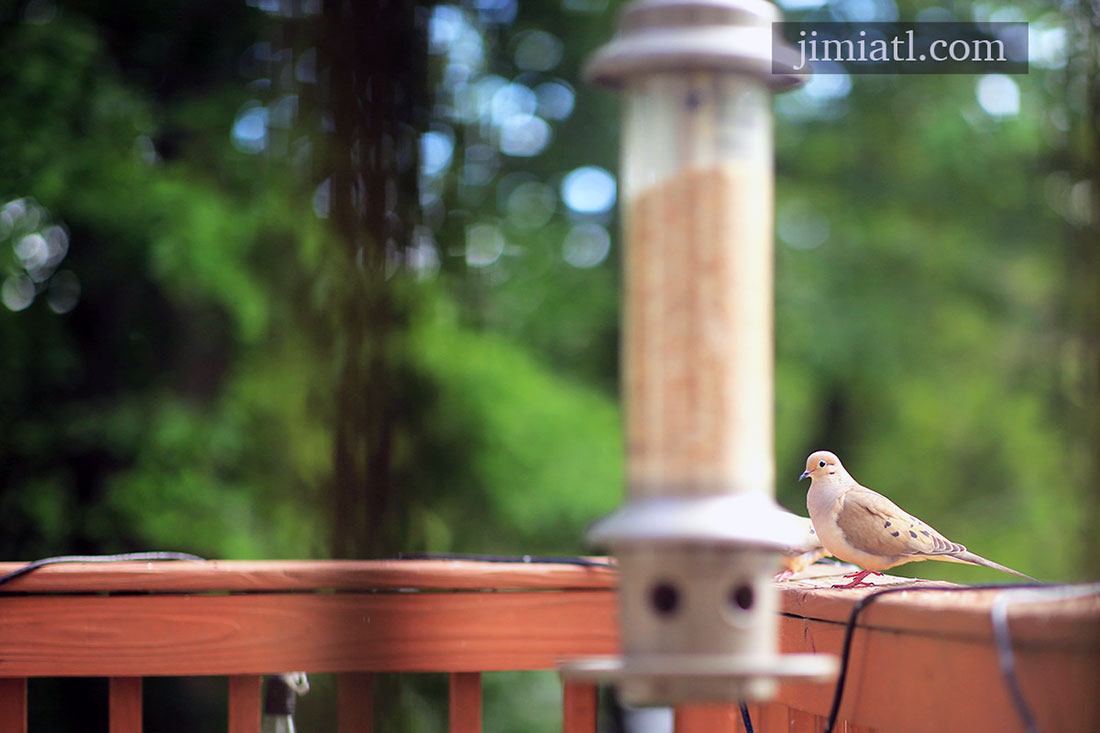 Mourning Dove On A Sunny Day