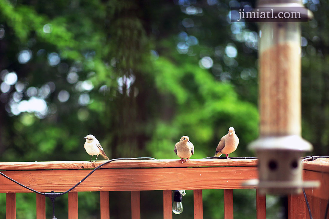 Mourning Doves Observe