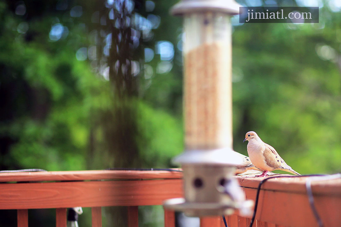 Mourning Dove Looks Around