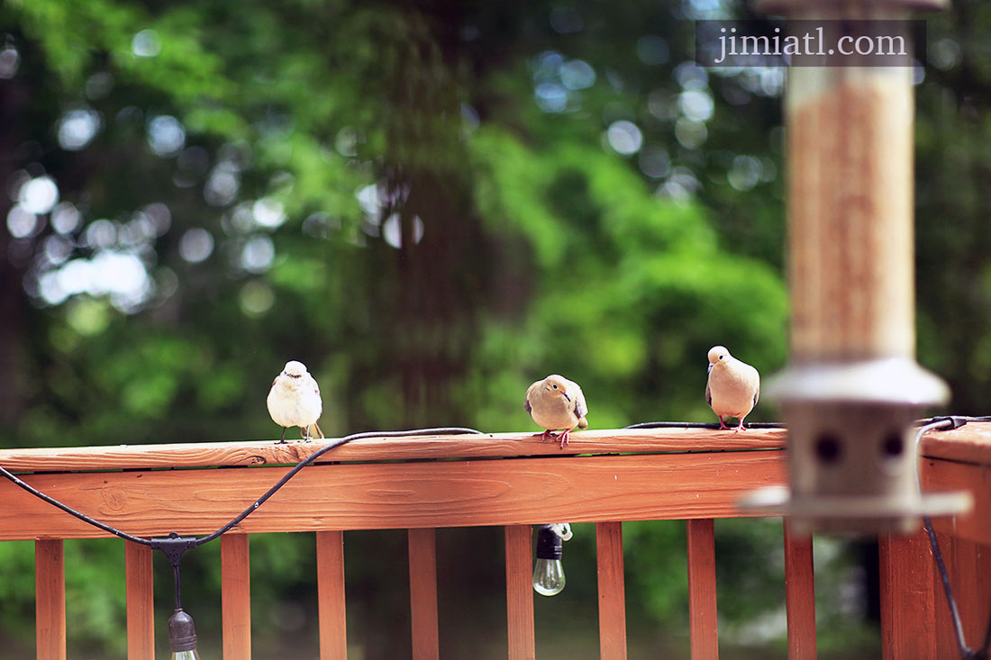 Mourning Dove Prepares For Flight