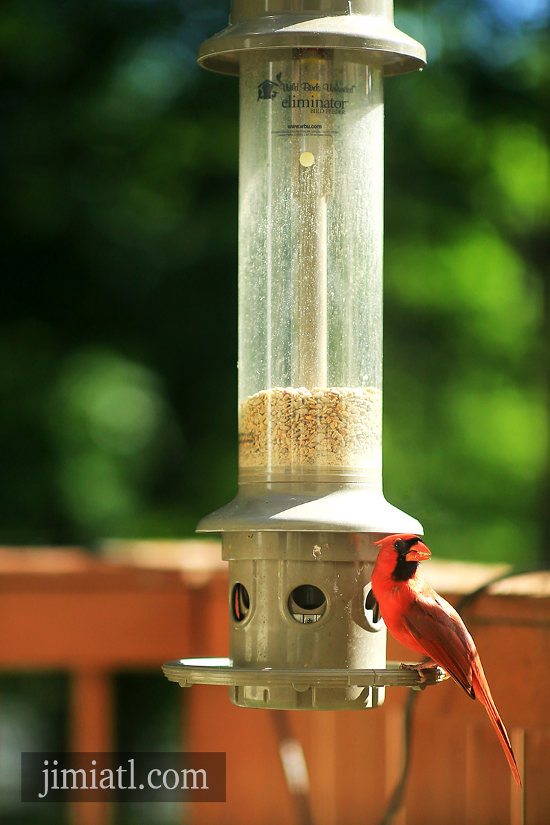 Northern Cardinal Looks Around