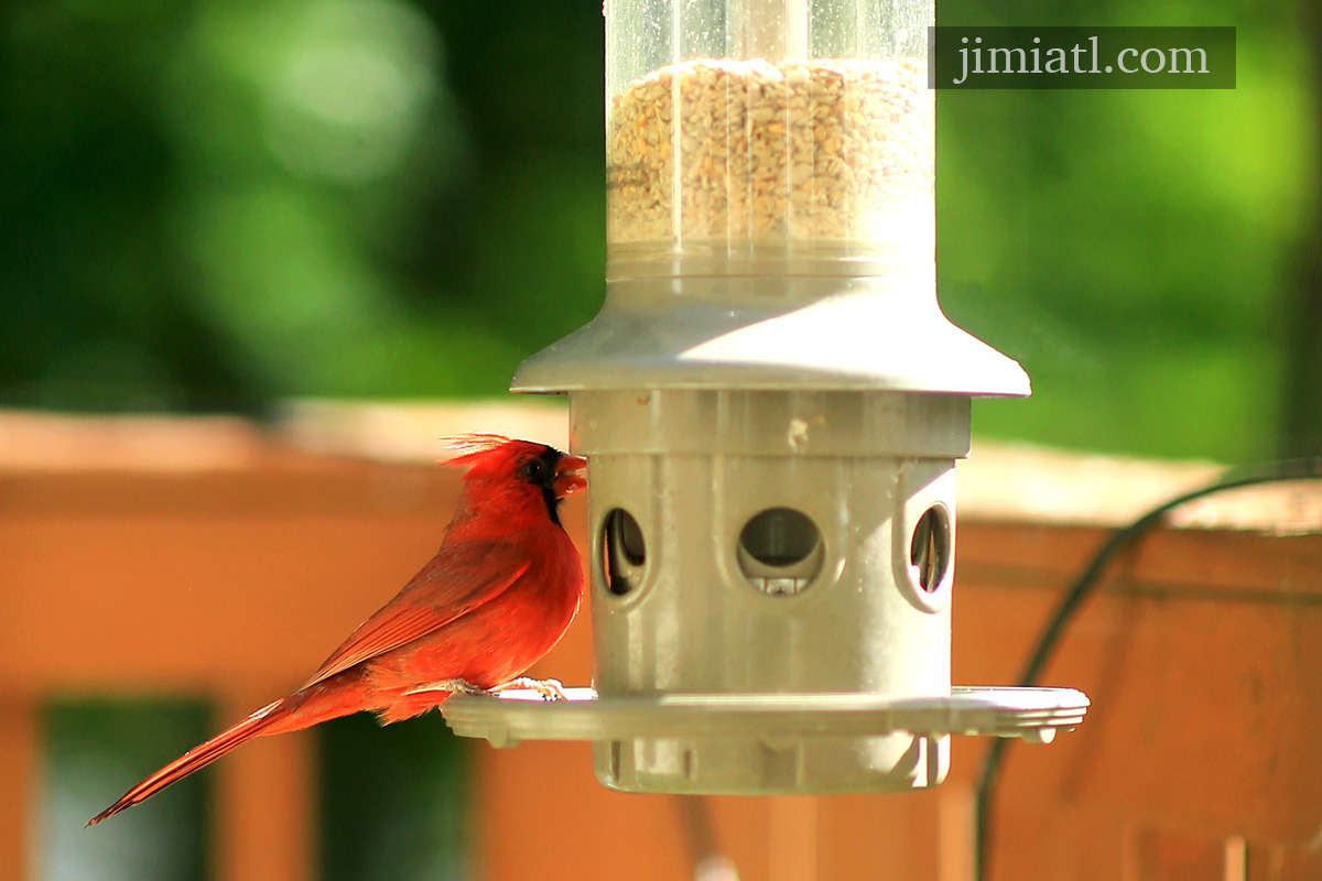 Cardinal Eats From Bird Feeder