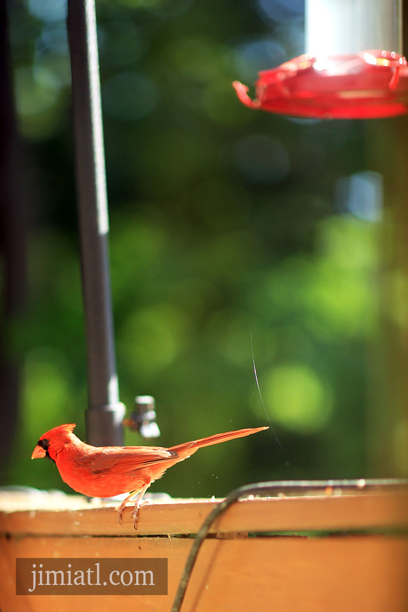 Male Cardinal Prepares To Hop