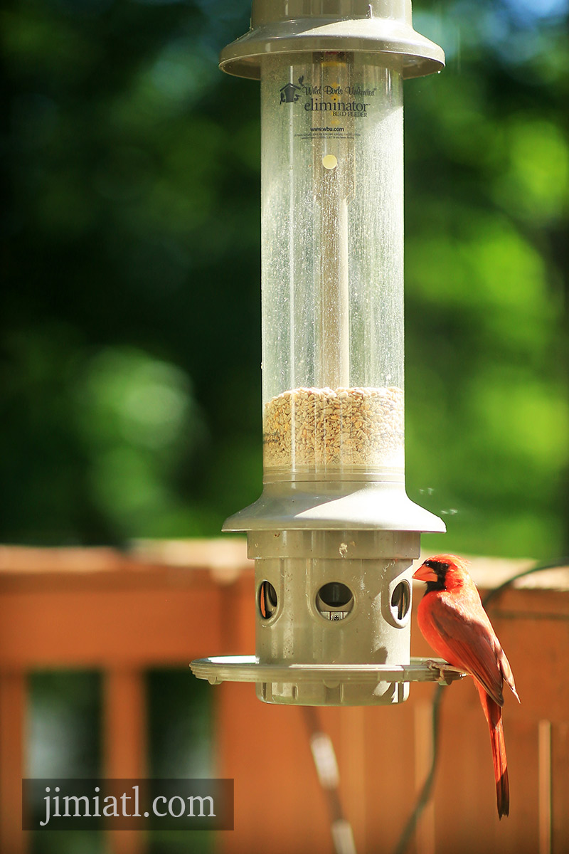 Nothern Cardinal Observes