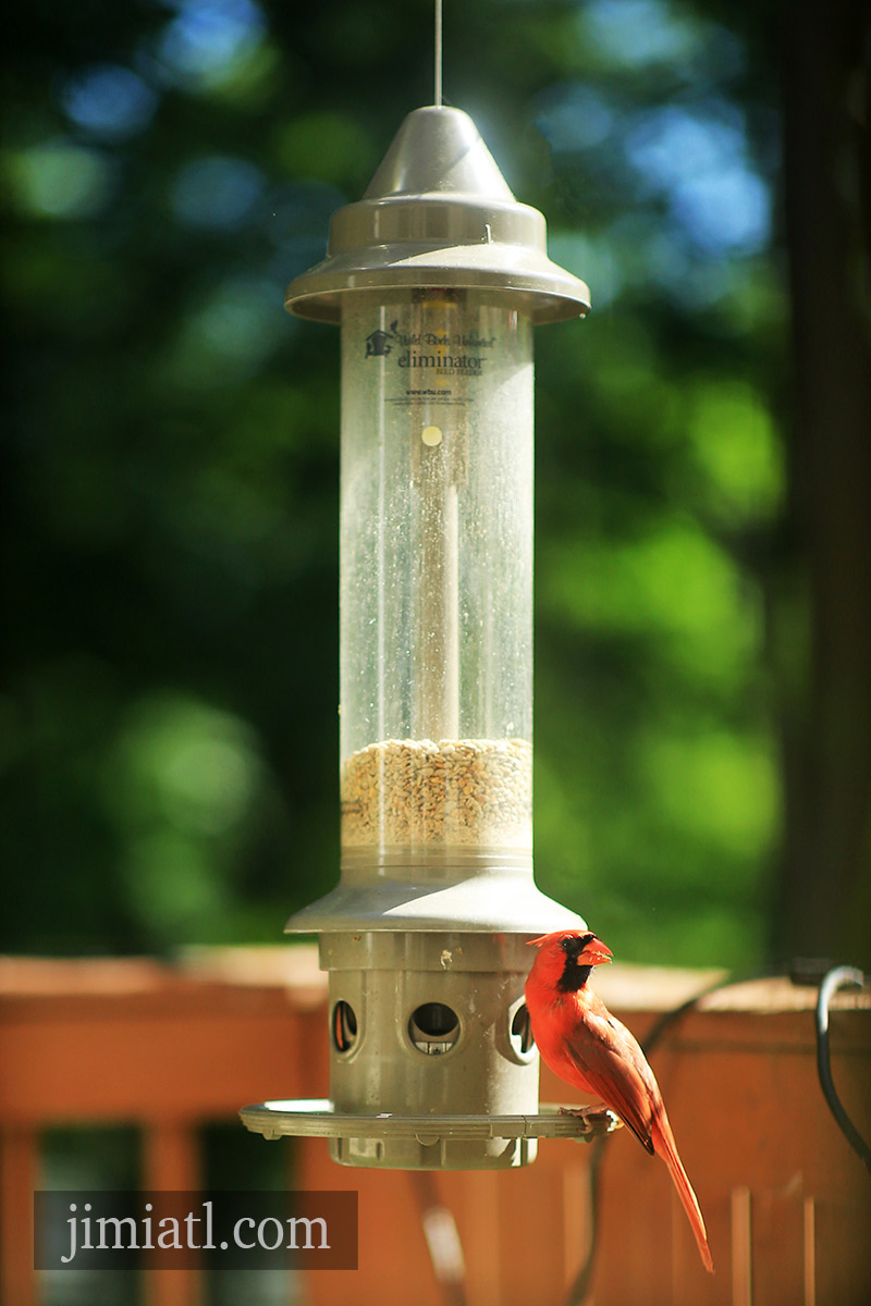 Male Cardinal Eats On Bird Feeder