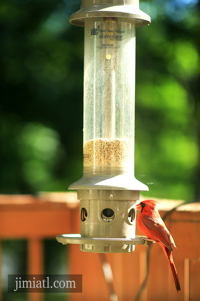 Northern Cardinal Wants More