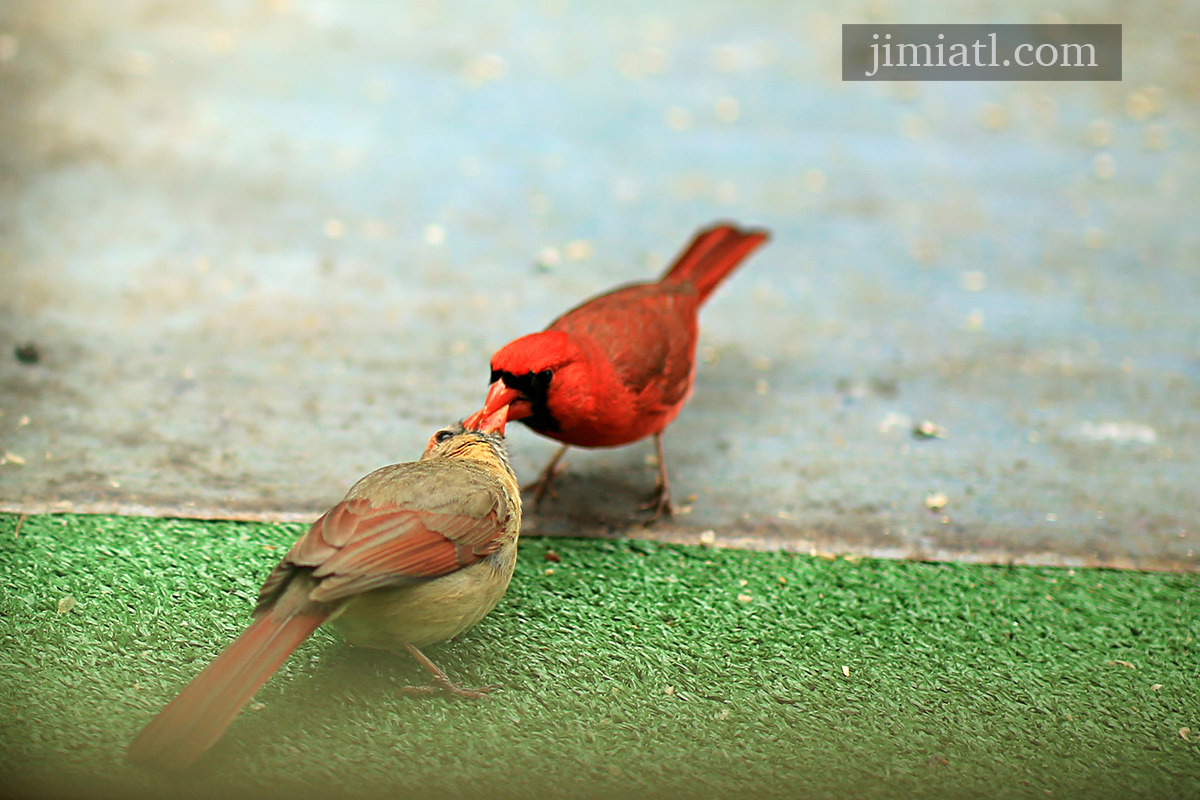 Male Feeds Female Cardinal