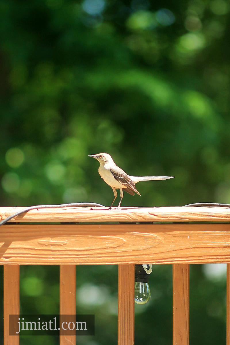 Northern Mockingbird Observes