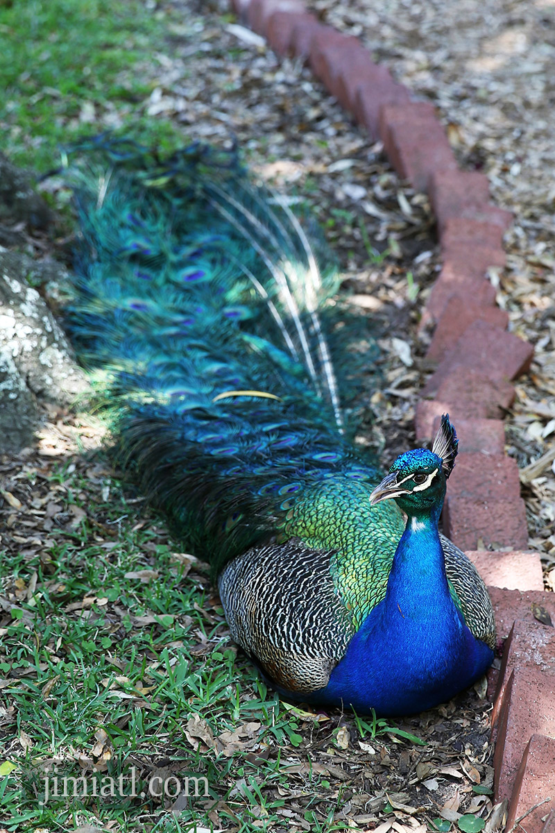 Peacock Stays Cool In Shade