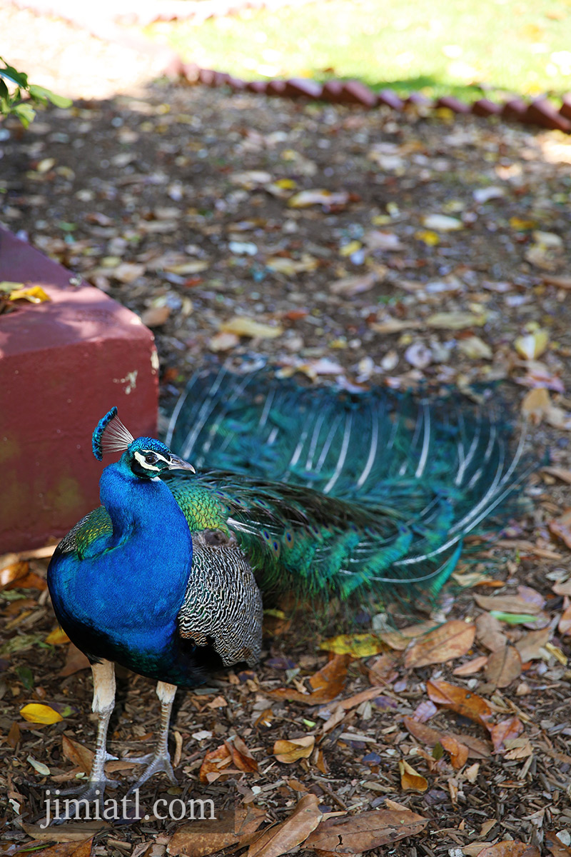 Peacock Looks Around