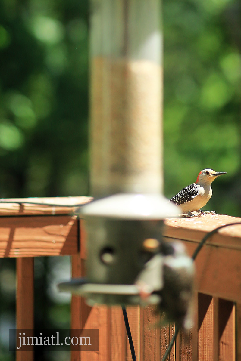 Woodpecker Eyes Bird Feeder