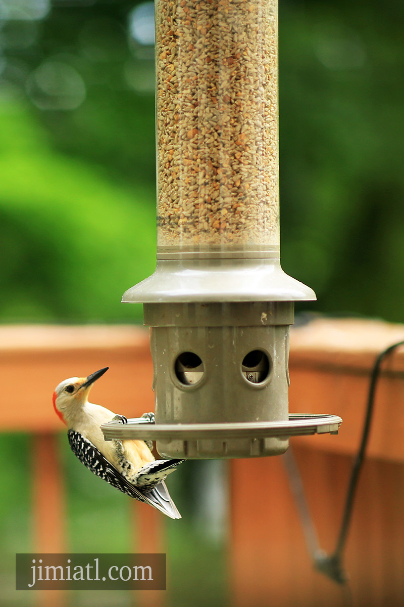 Red-Bellied Woodpecker On Bird Feeder