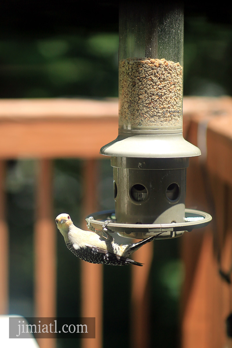 Red-Bellied Woodpecker Headshot