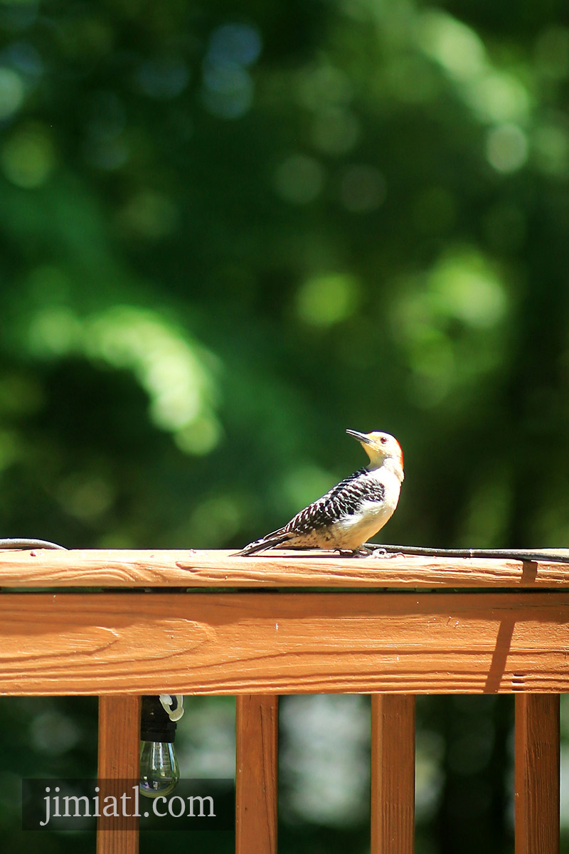 Red-Bellied Woodpecker Looks Back