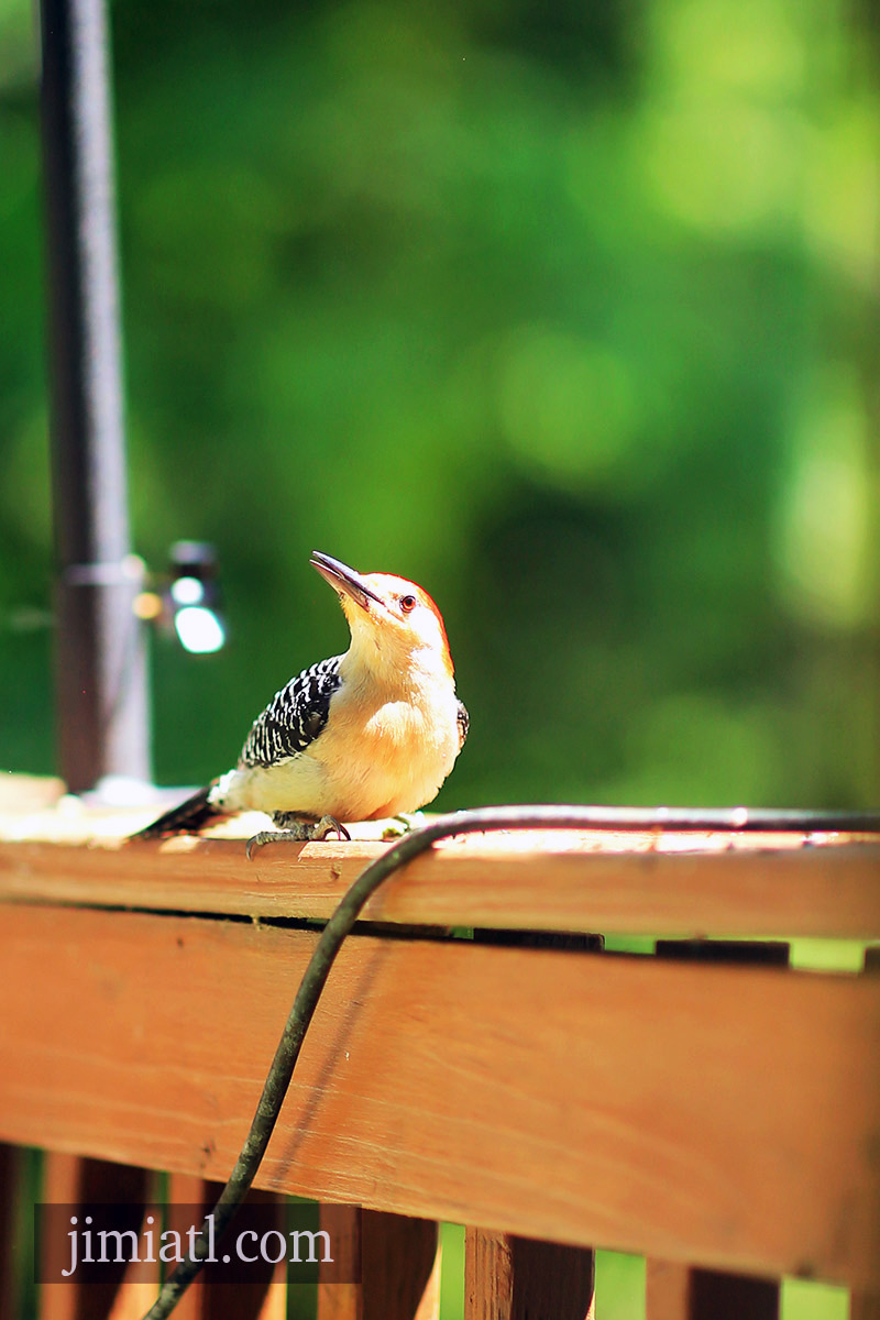 Red-Bellied Woodpecker In The Sun