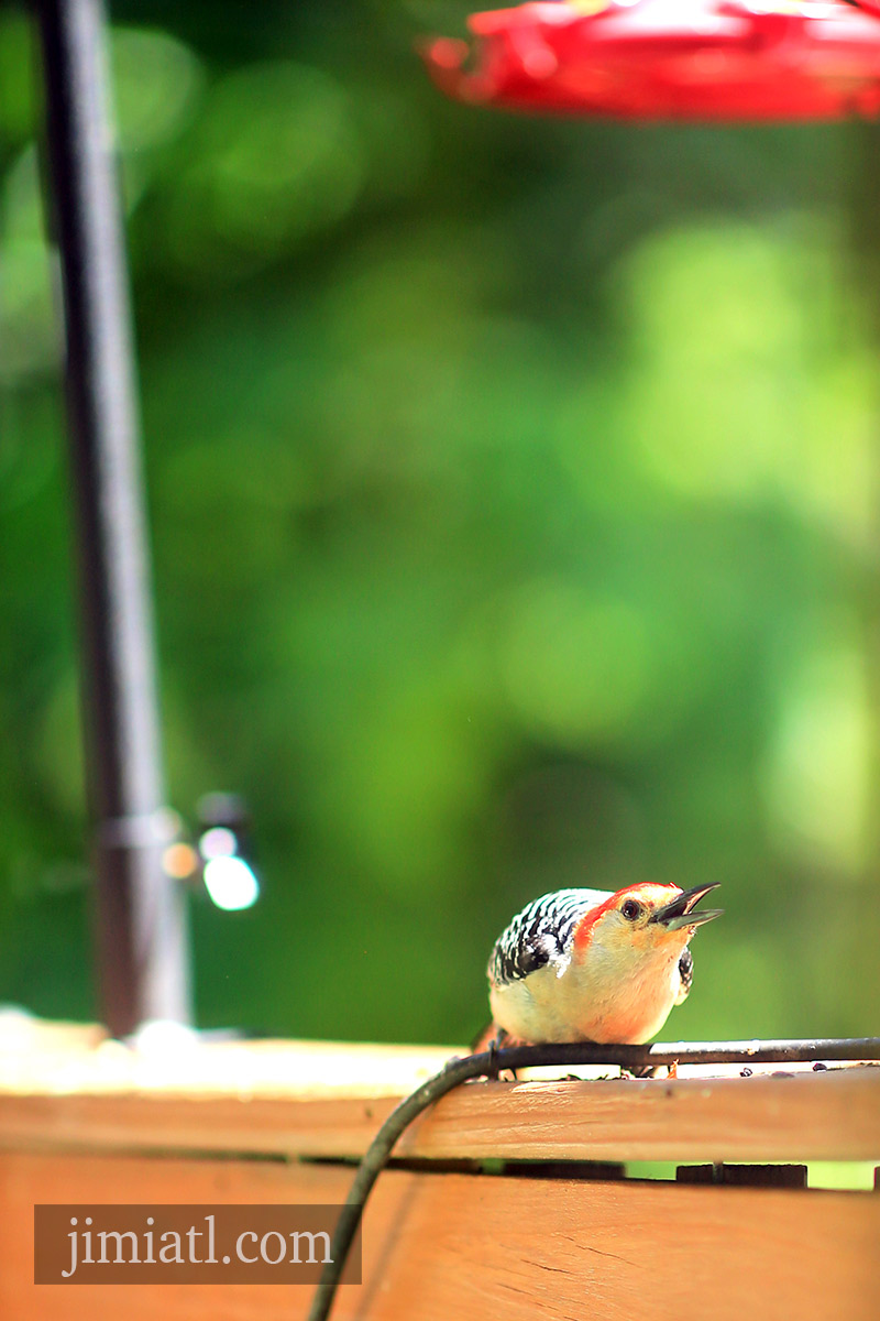 Loud Red-Bellied Woodpecker