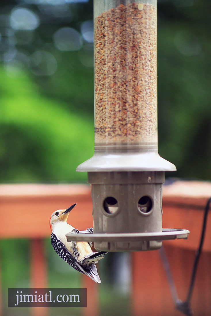 Hungry Red-Bellied Woodpecker