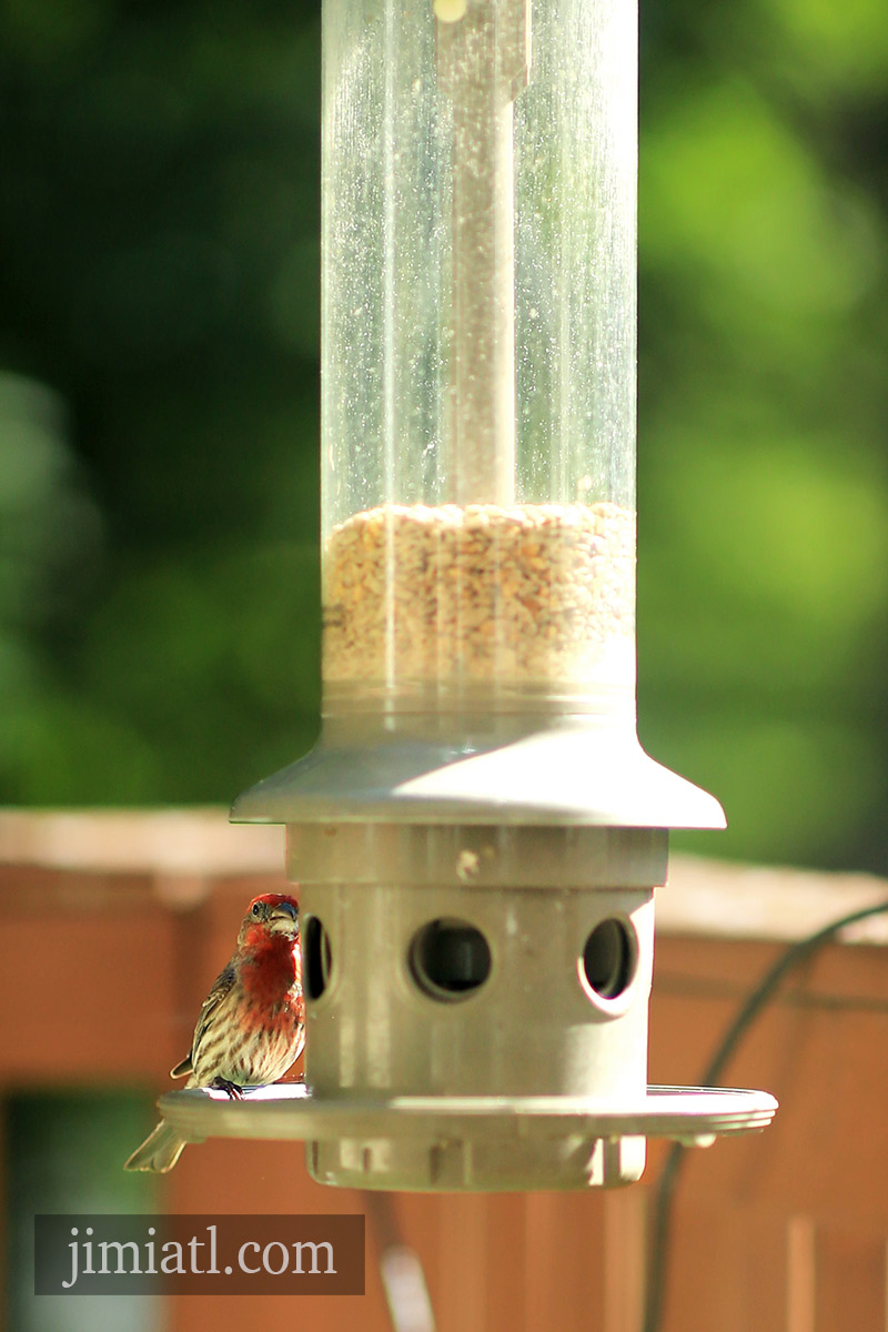 Red Finch Eats