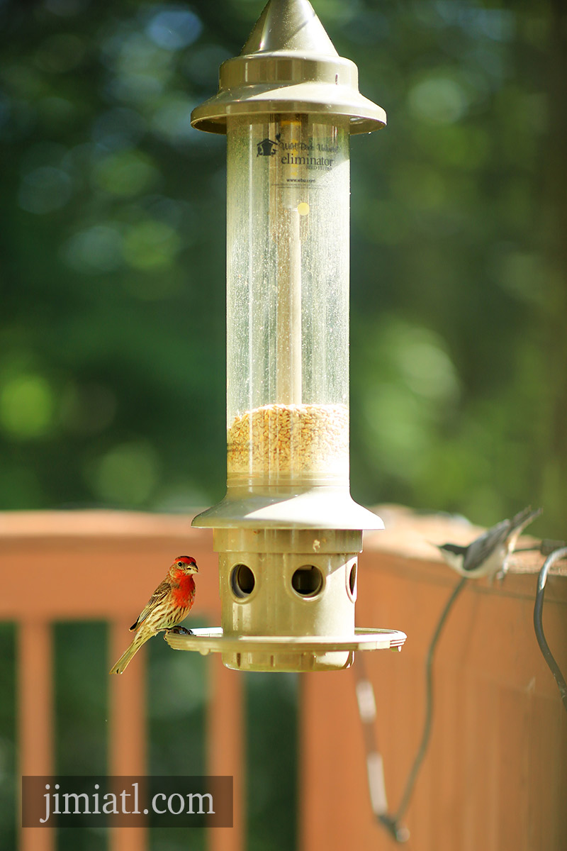 Red Finch Eats From Bird Feeder