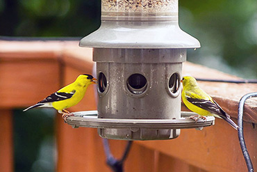 American Goldfinch Birds Eat